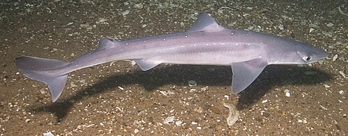 Spiny dogfish
